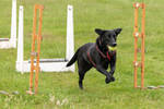 Underdogs Flyball