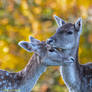 Knole park last year