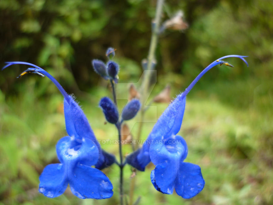 flor mariposa