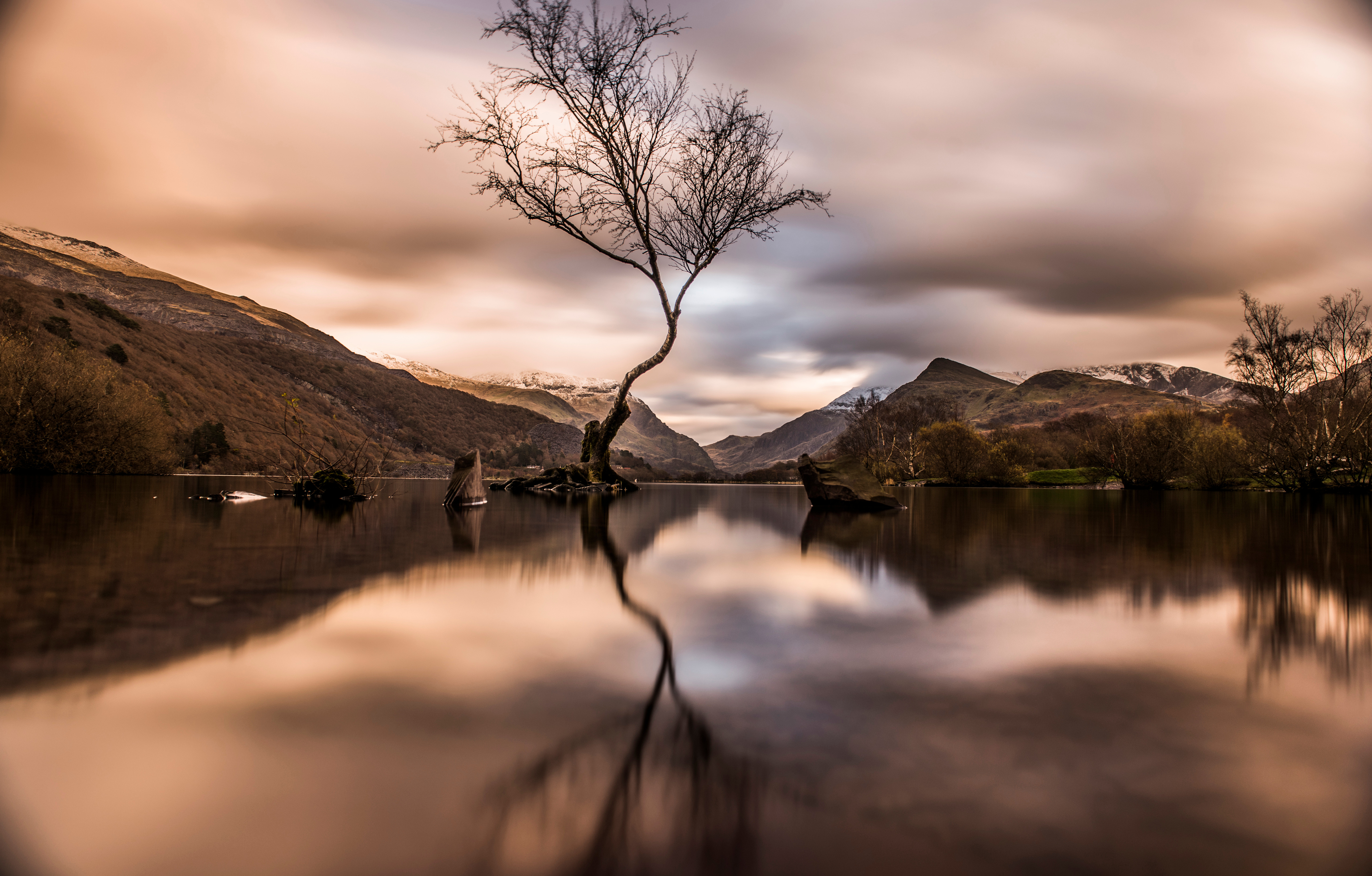 Lone tree