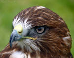 Hawk Portrait by FreyaPhotos