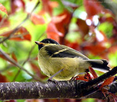 Great Tit Fledgling