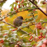 Dunnock