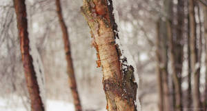 Silver Birch by FreyaPhotos