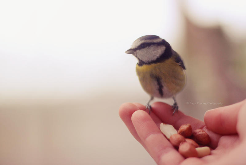 Bird in my hand