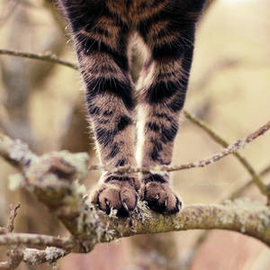 Paws by FreyaPhotos Paws by FreyaPhotos