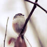 Long-Tailed Tit