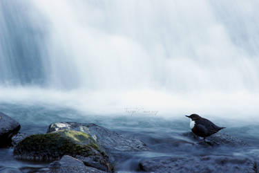 Dipper at the Falls by FreyaPhotos