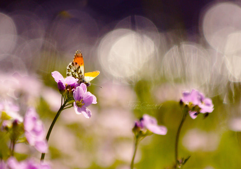Butterfly Bokeh by FreyaPhotos