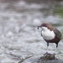 Dipper