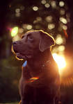 Flare Dog by FreyaPhotos