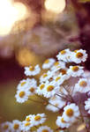 Daisy Sunset by FreyaPhotos