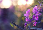 Willow Herb by FreyaPhotos