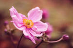 Japanese Anemone by FreyaPhotos