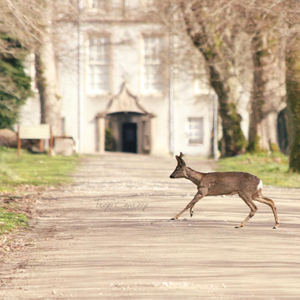 Run for it by FreyaPhotos