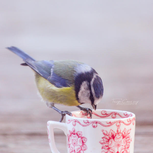 Teatime for birds