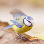 Blue tit