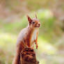 Red Squirrel