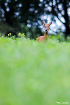 Roe Deer