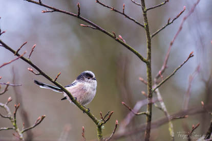 Long tailed tit