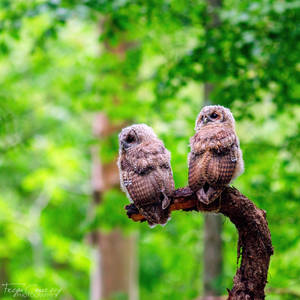 Tawny Owlets