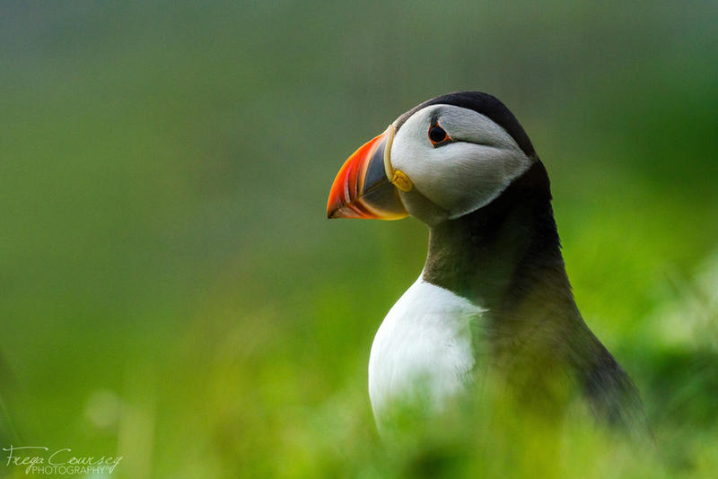 Puffin Portrait by FreyaPhotos