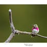 Calliope Hummingbird