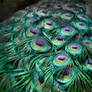 Peacock's tail