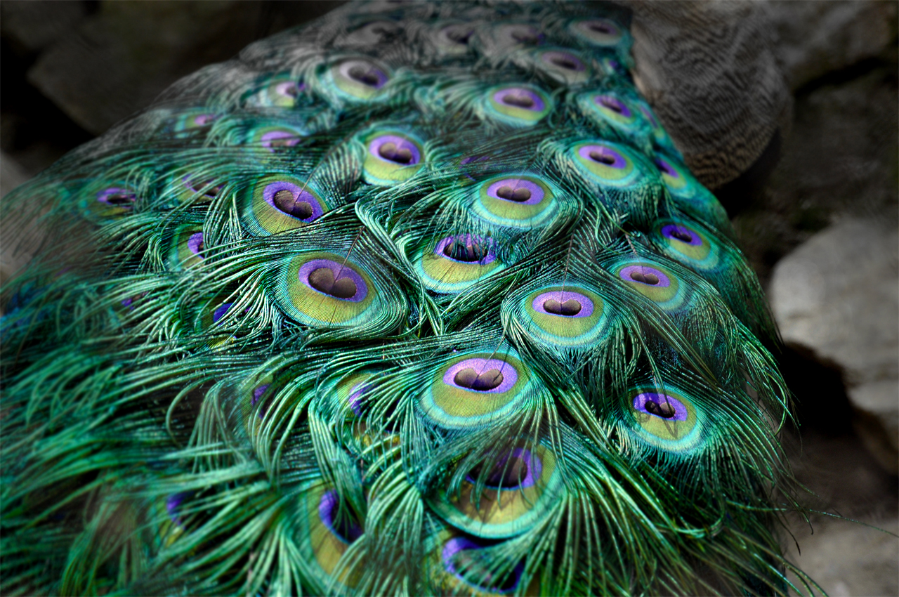 Peacock's tail