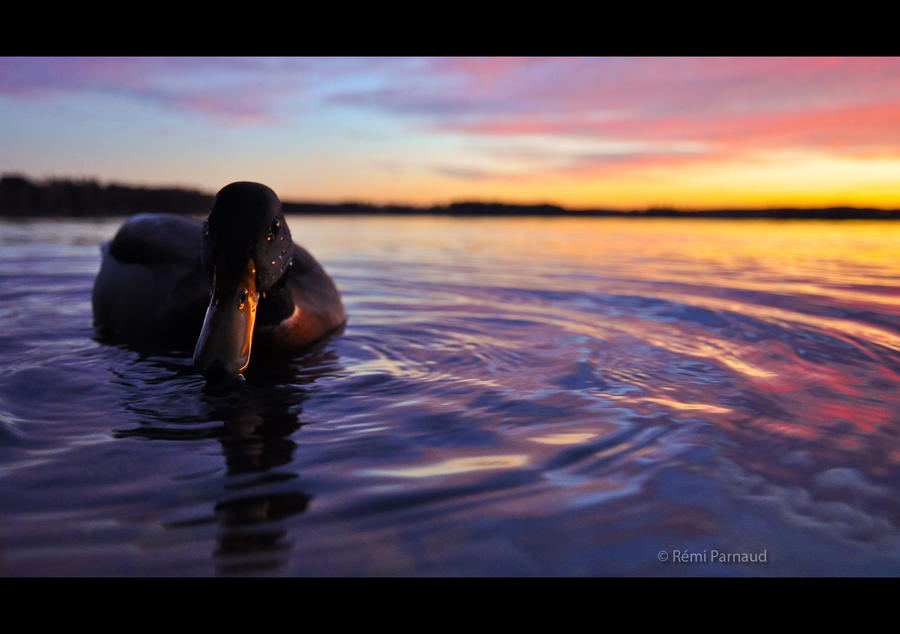 Finnish Hungry Quacker