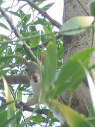 Peeking Squirrel
