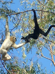 Gibbon Acrobats