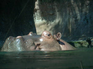 Hippo Close-up