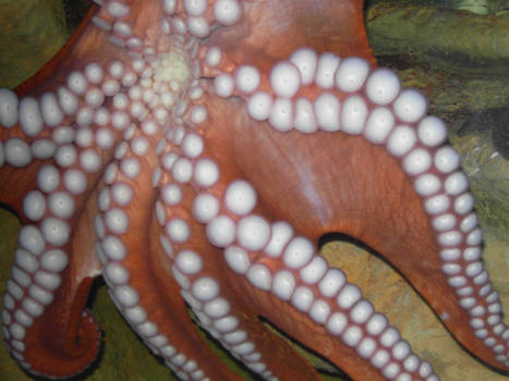 Octopus: Close up
