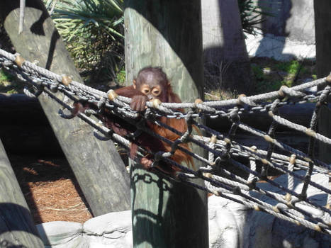 Sweet Baby Orangutan
