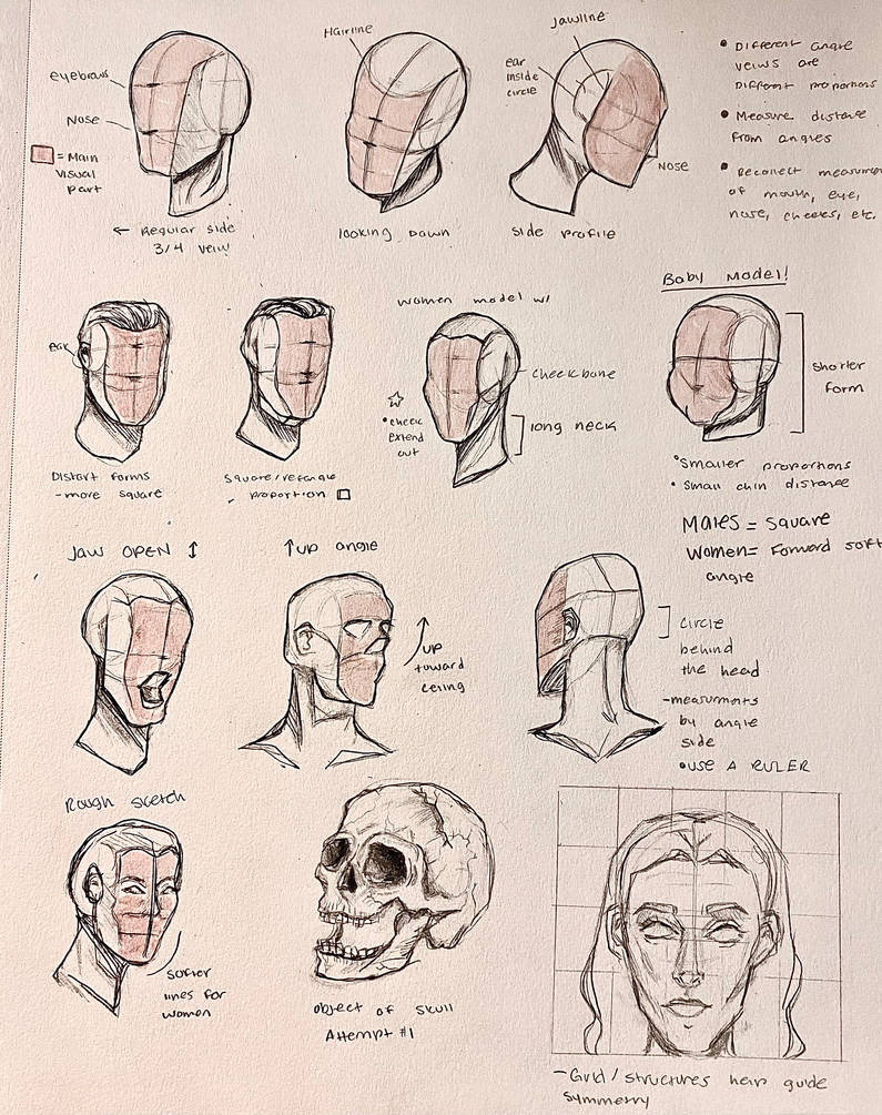 Basic Head Structures Head Angle and Structure Bases by BubbleMuffinsArt on DeviantArt