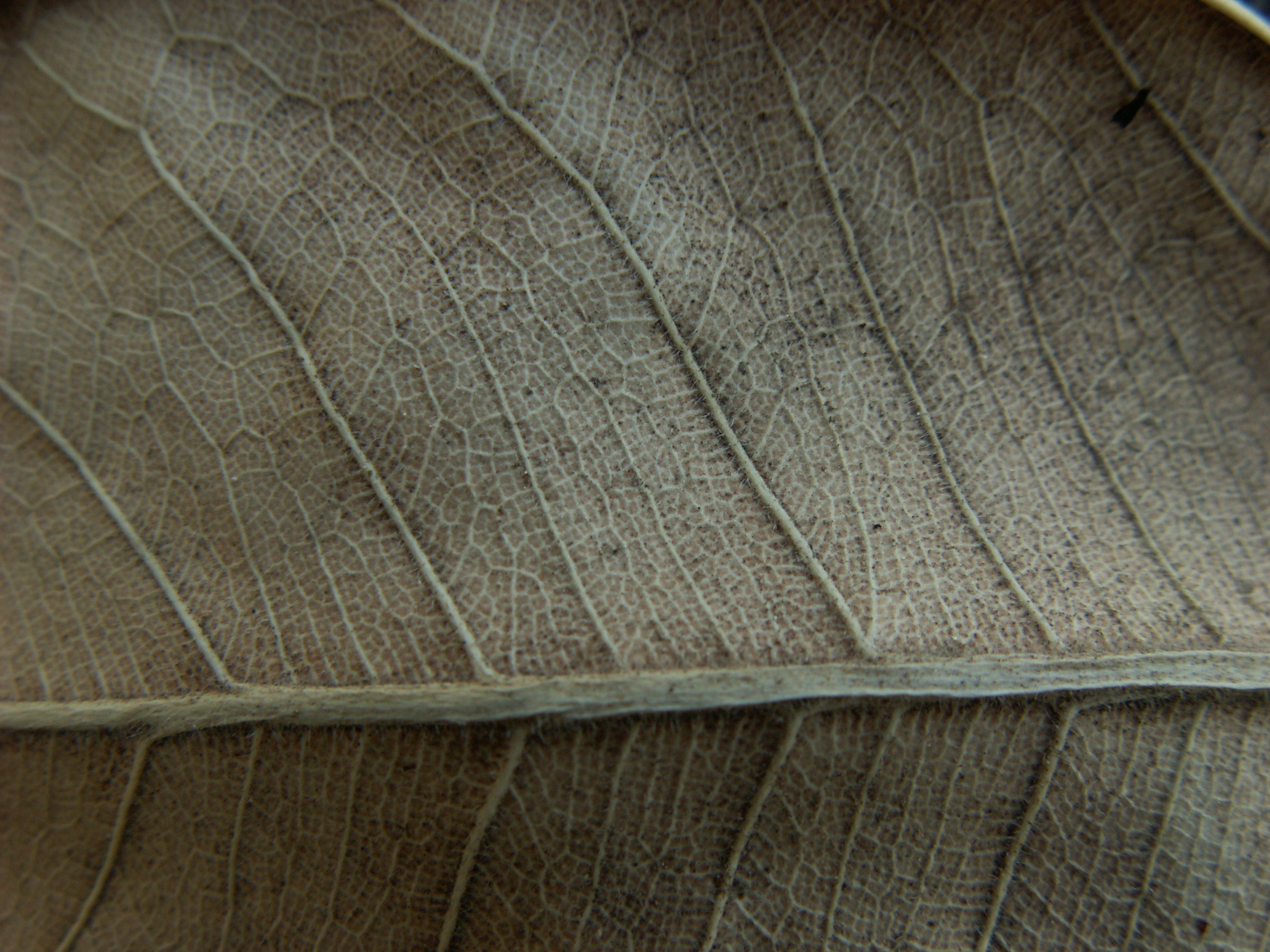 Texture- Dry Leaf 2