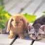 rabbit and a little cat