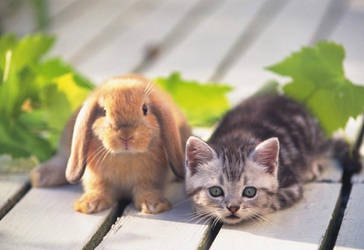 rabbit and a little cat
