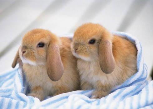 two little rabbits