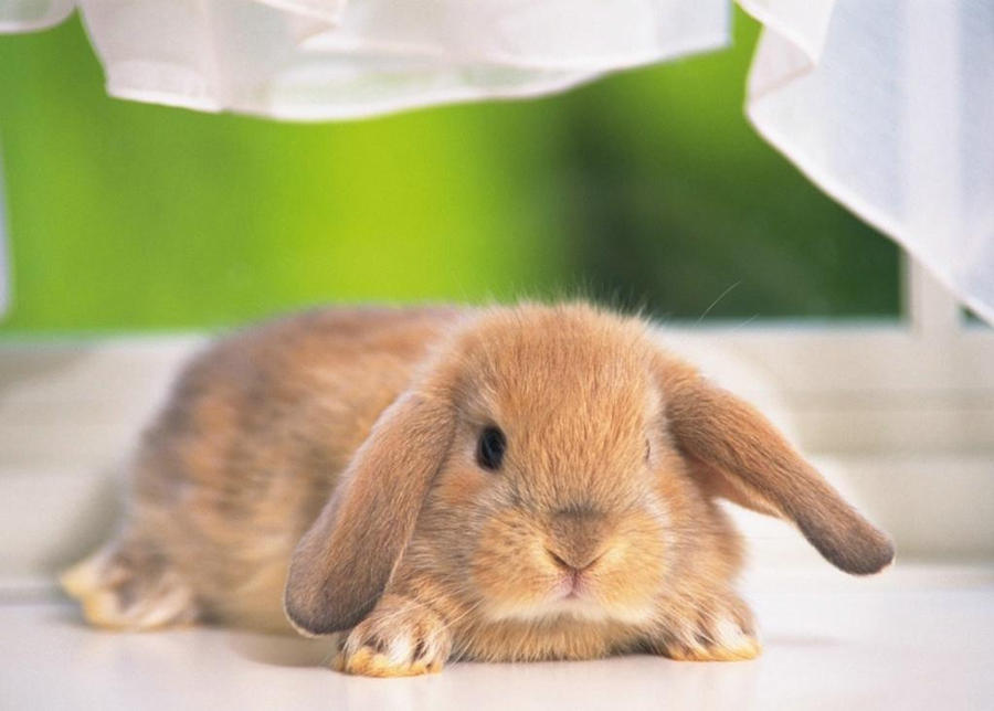 rabbit by OfficialGirl on DeviantArt