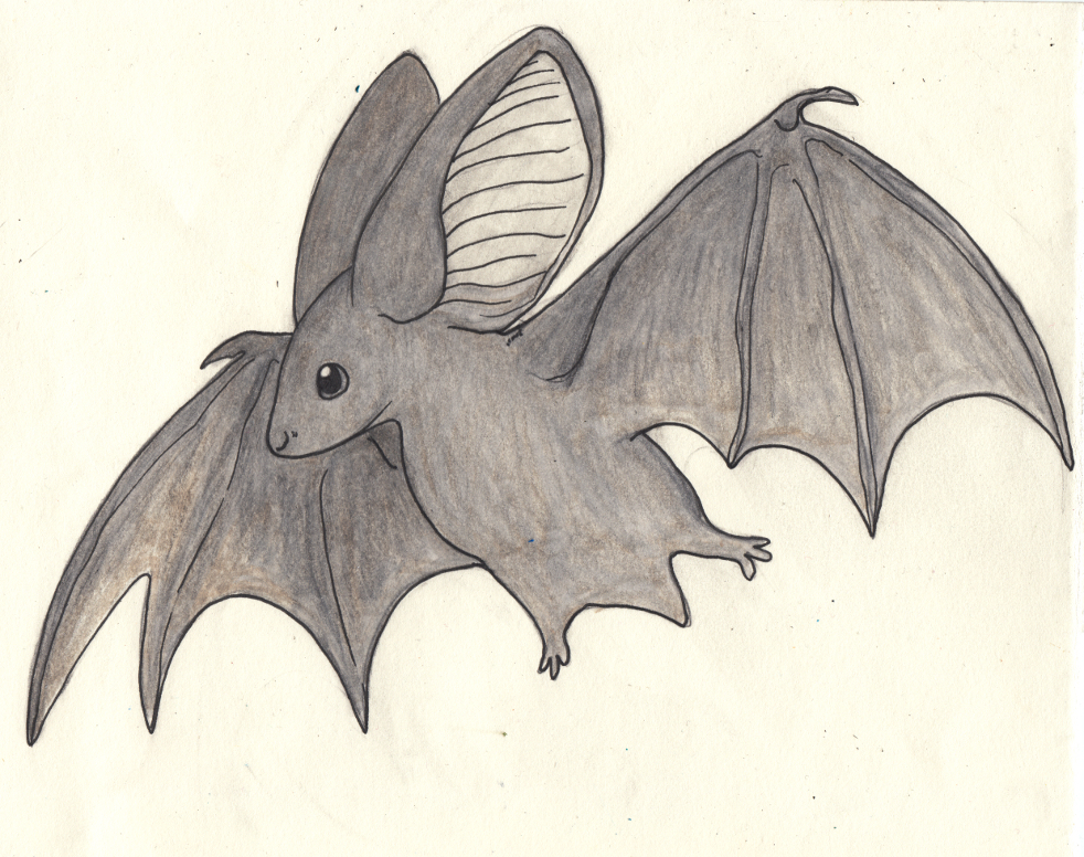 A Cute Bat