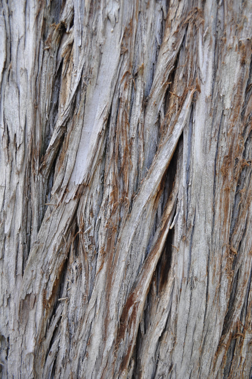 Ceiteach Bark Texture 038