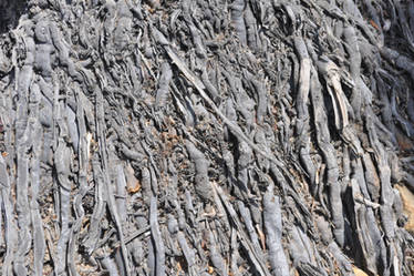 Ceiteach Bark Texture 040