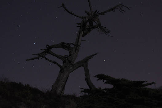 Spooky Tree No. 3