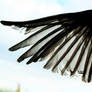 Open Bird Wing