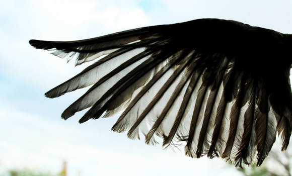 Open Bird Wing