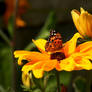 Monarch Sunflower