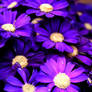 Violet Petals