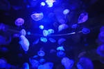 Jelly Fish Blues